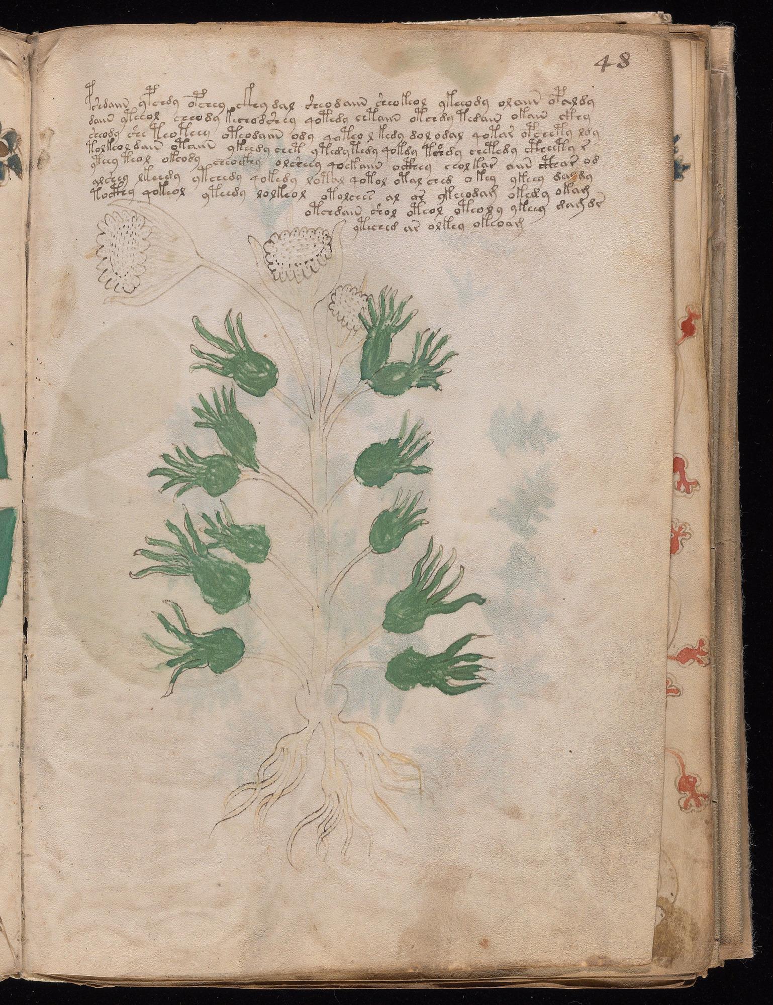 Voynich Manuscript folio f48r — Beinecke MS 408
